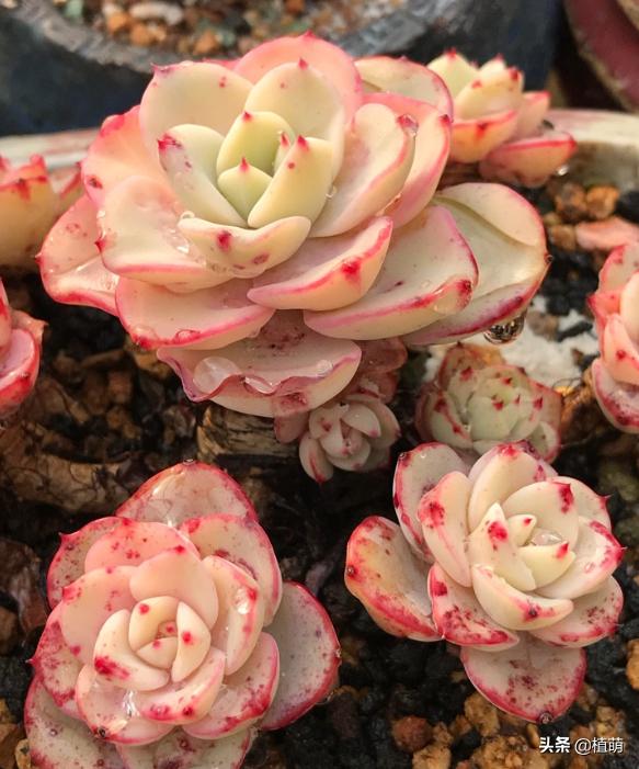 单头奶油黄桃容易爆头吗,奶油黄桃怎么养出状态