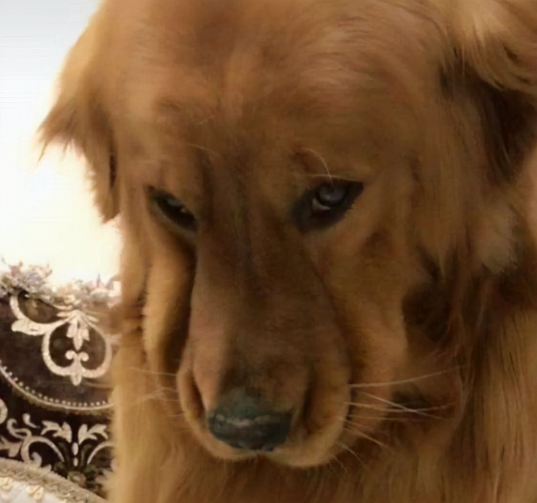 金毛的优缺点是什么,金毛的优点缺点有哪些