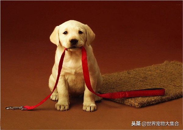 最适合当警犬的狗是哪一个品种,世界上最适合当警犬的五种狗狗