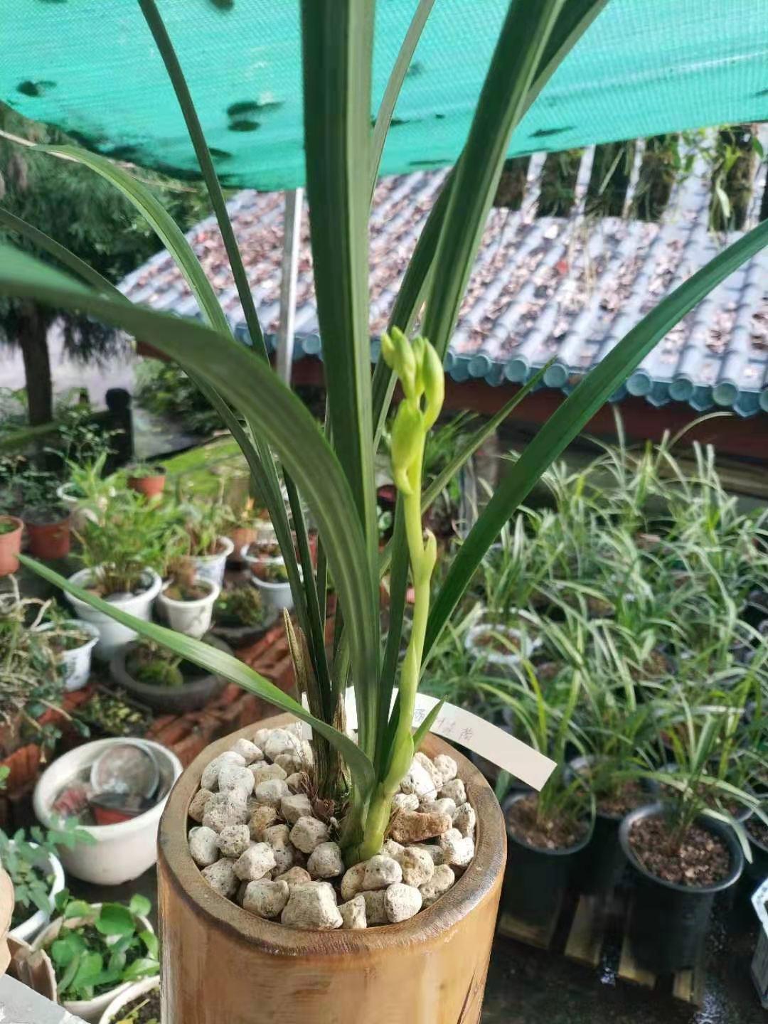 养君子兰的植料跟兰花的一样吗,什么品种君子兰好养又好看