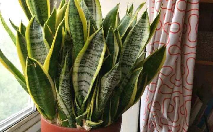 虎皮兰怎么养才长爆盆,虎皮兰怎么养得又宽又厚