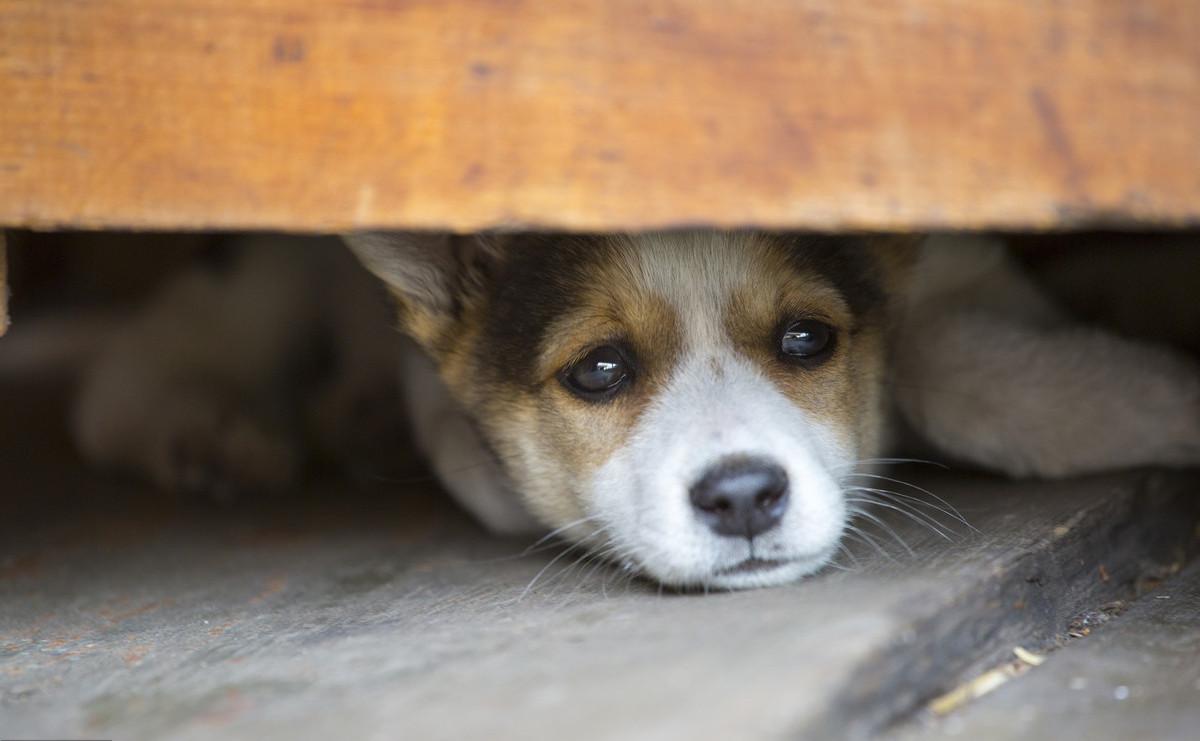 狗狗被丢弃后会记恨主人吗,狗狗被弃养了它自己知道吗