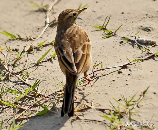 那些说不出名字的鸟,常见的纯黑色羽毛的鸟有哪些