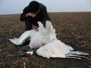 丹顶鹤的顶真的有剧毒吗,丹顶鹤顶红是什么原因