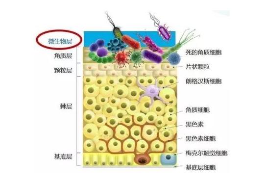 兰蔻小黑瓶到底好不好,兰蔻小黑瓶解析