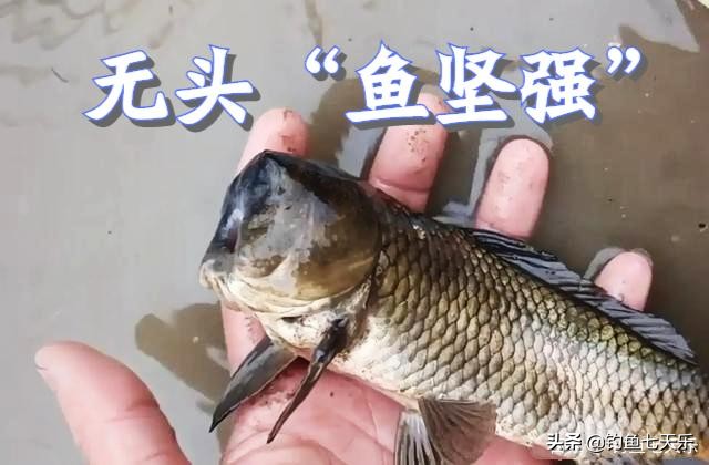 现实版“鱼坚强”！贵州一男子发现“无头鱼”，没了头竟然还能活