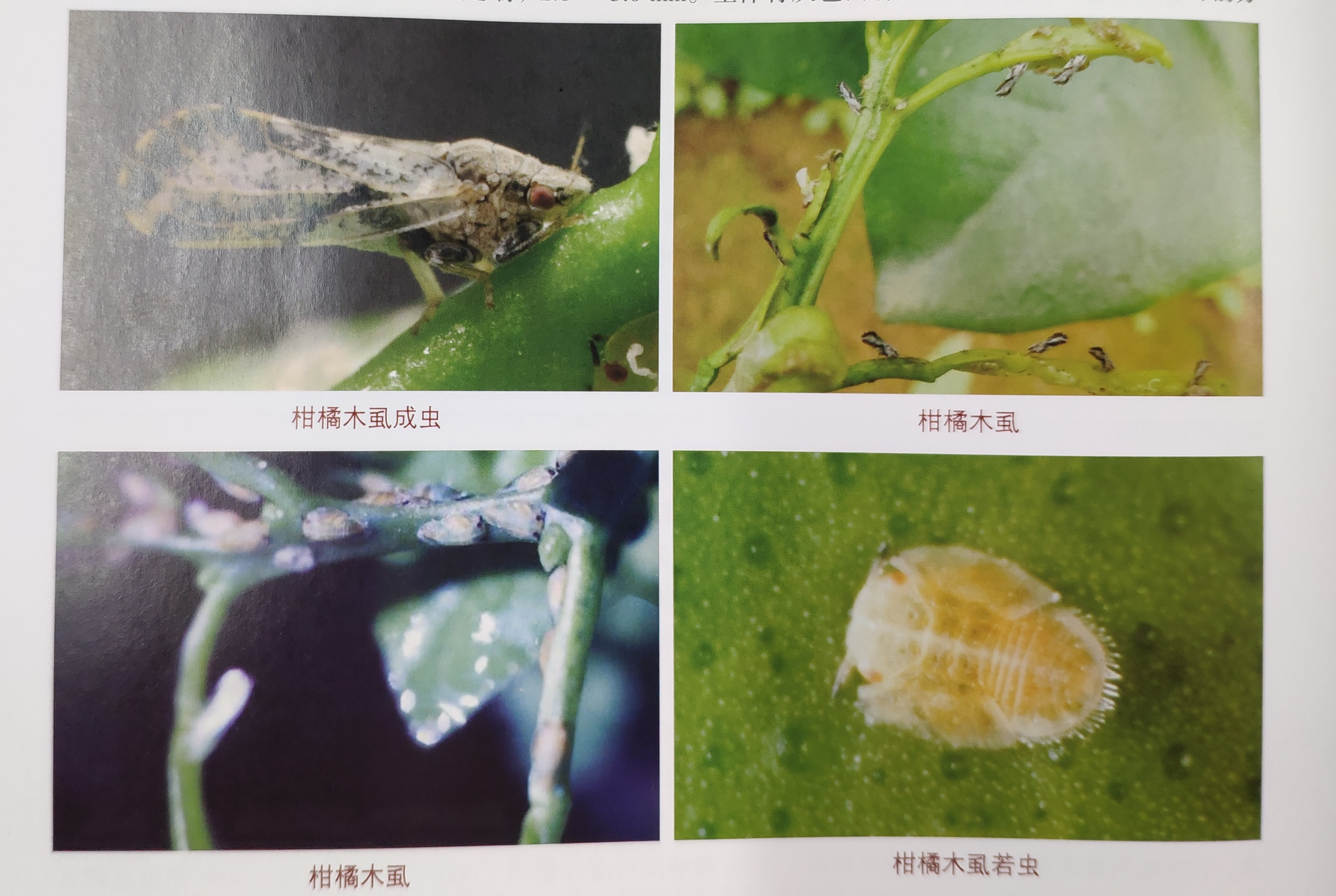 柑橘黄龙病靠什么传播,柑橘黄龙病危害部位