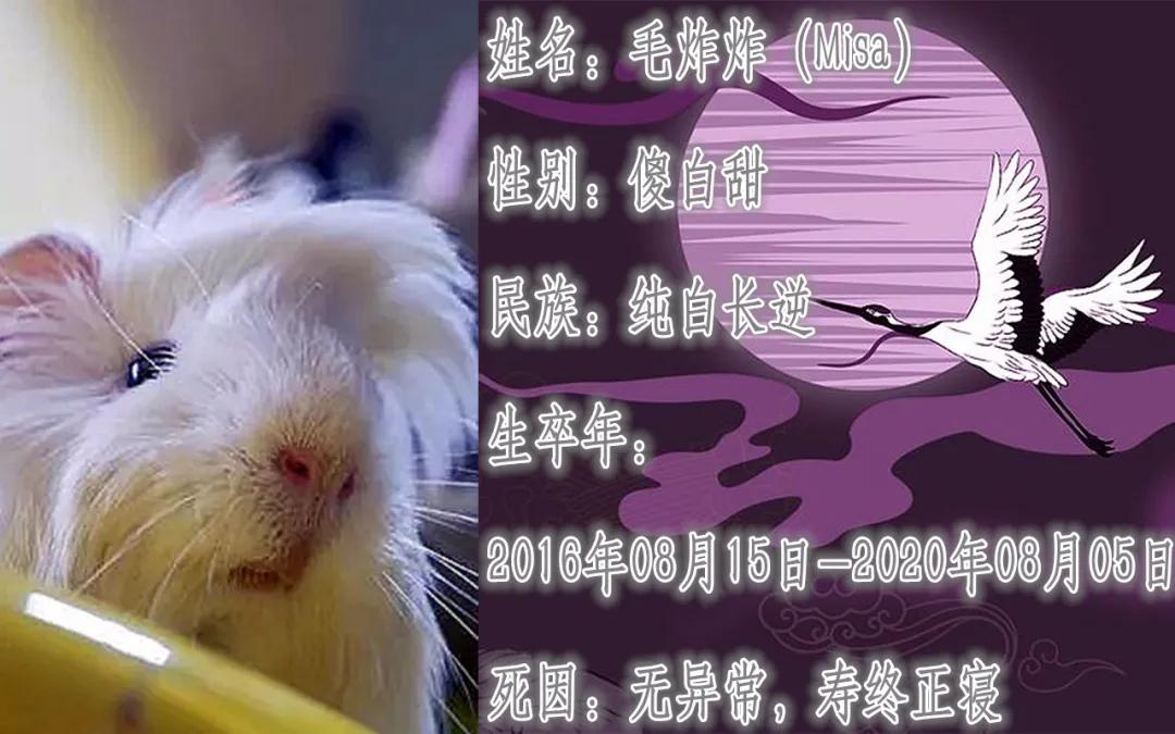 养的小荷兰猪为啥会死,豚鼠荷兰猪一般能活多久