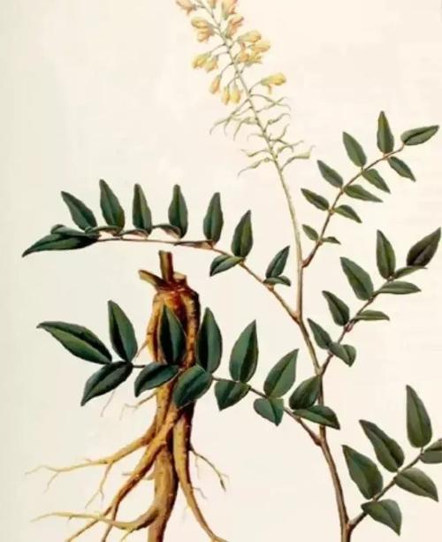 查找中药山豆根功效和副作用,中草药山豆根的功效与作用