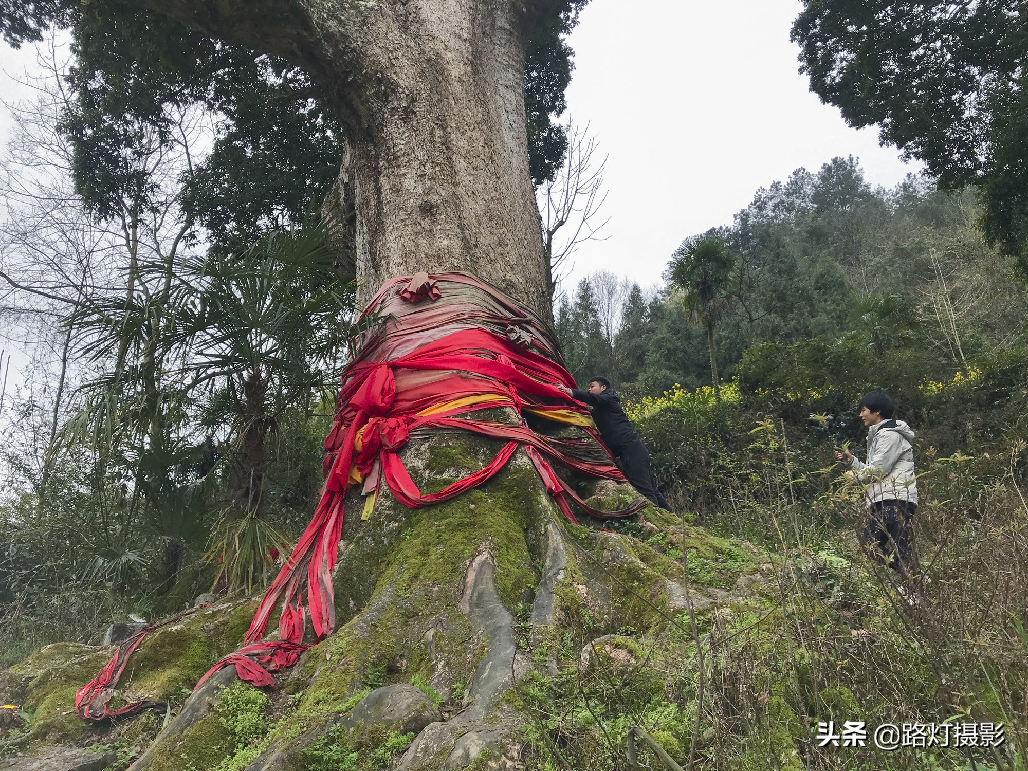 贵州金丝楠木树王还活着吗,贵州发现一棵千年楠木王