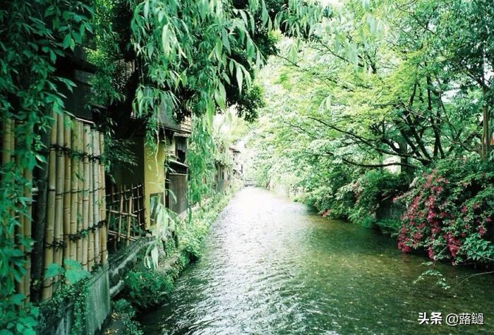 夏日的绿，苍翠而饱含诗意