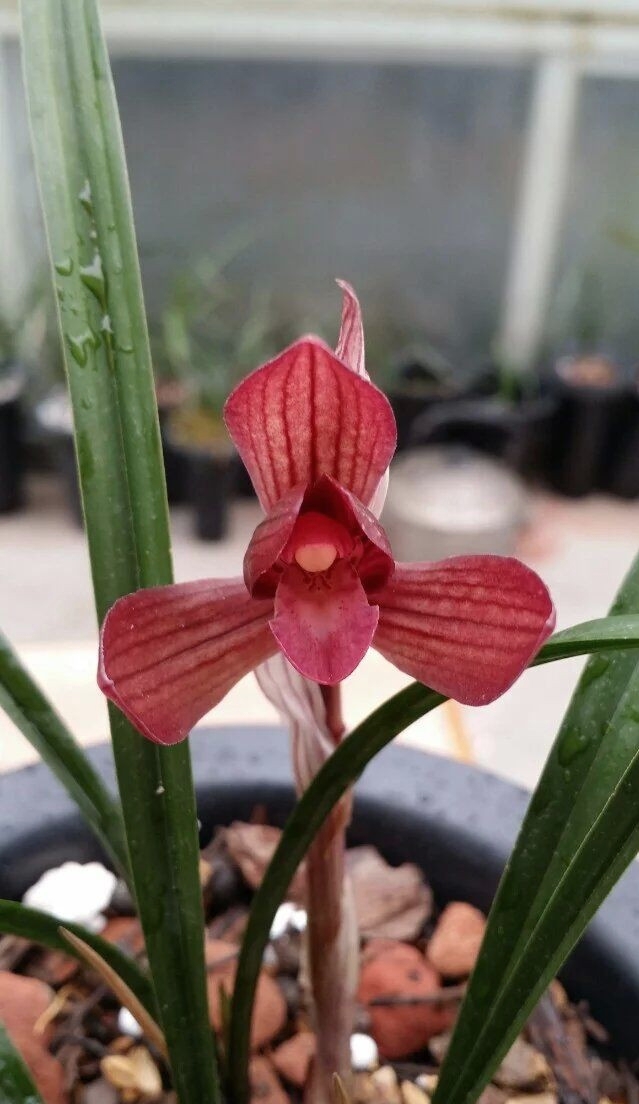 贵州兴义最出名的兰花,贵州兰花红舌头