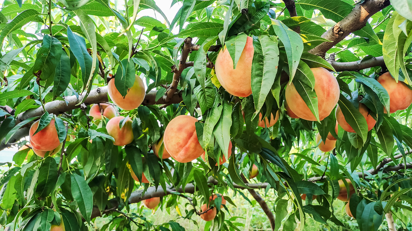 济南南山好吃的美食店推荐,济南南山区有什么好吃的