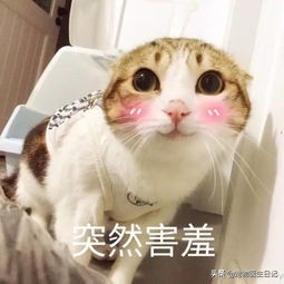 盘点那些呆萌又可爱的猫咪,盘点那些很可爱又呆萌的猫咪