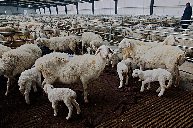 母羊发情慢配种率低原因，快来看看您知道吗？