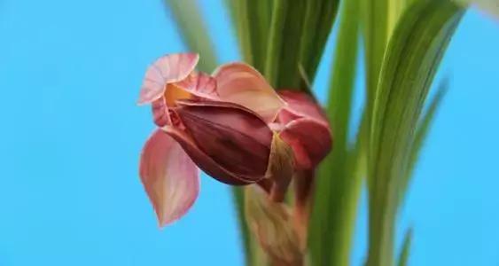 翠绿的兰草,茂盛的兰草