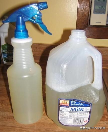 月季修剪后黑杆怎么处理,月季黑杆最好的治疗方法