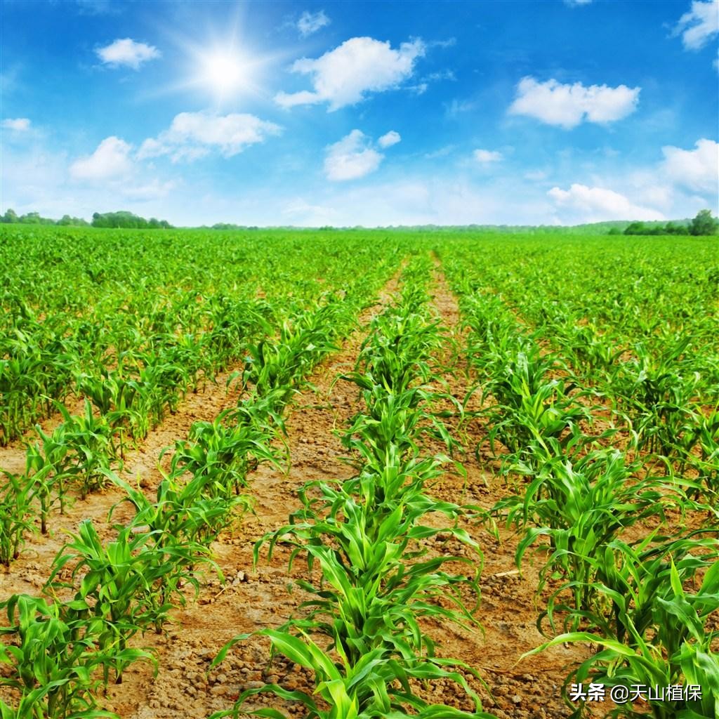 玉米叶斑病是细菌还是真菌,玉米细菌性叶斑病