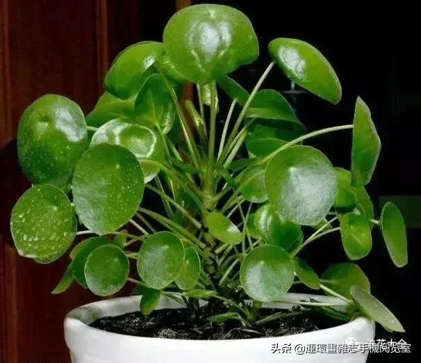 100种常见花卉植物图谱,100种花卉素描图谱