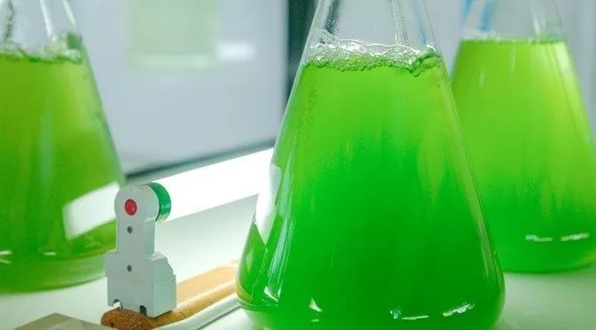 吃我：海藻对你有八个好处