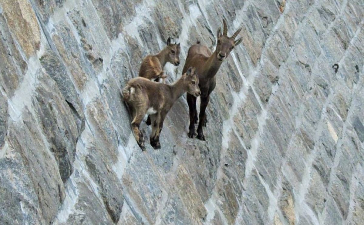 羊群里怎么训练一只领头羊,羊群的领头羊是怎样产生的