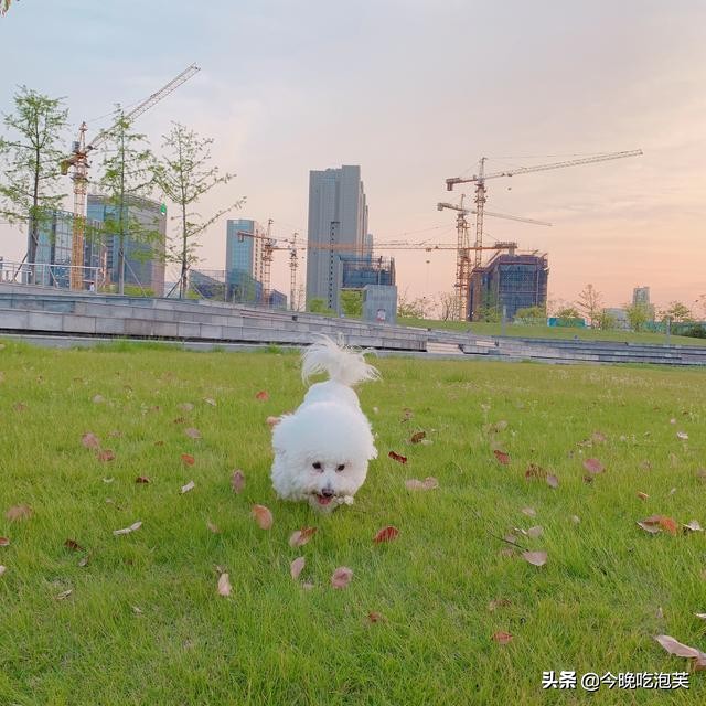 比熊狗狗小的时候都会咬人吗,比熊狗狗脾气不好咬人怎么办