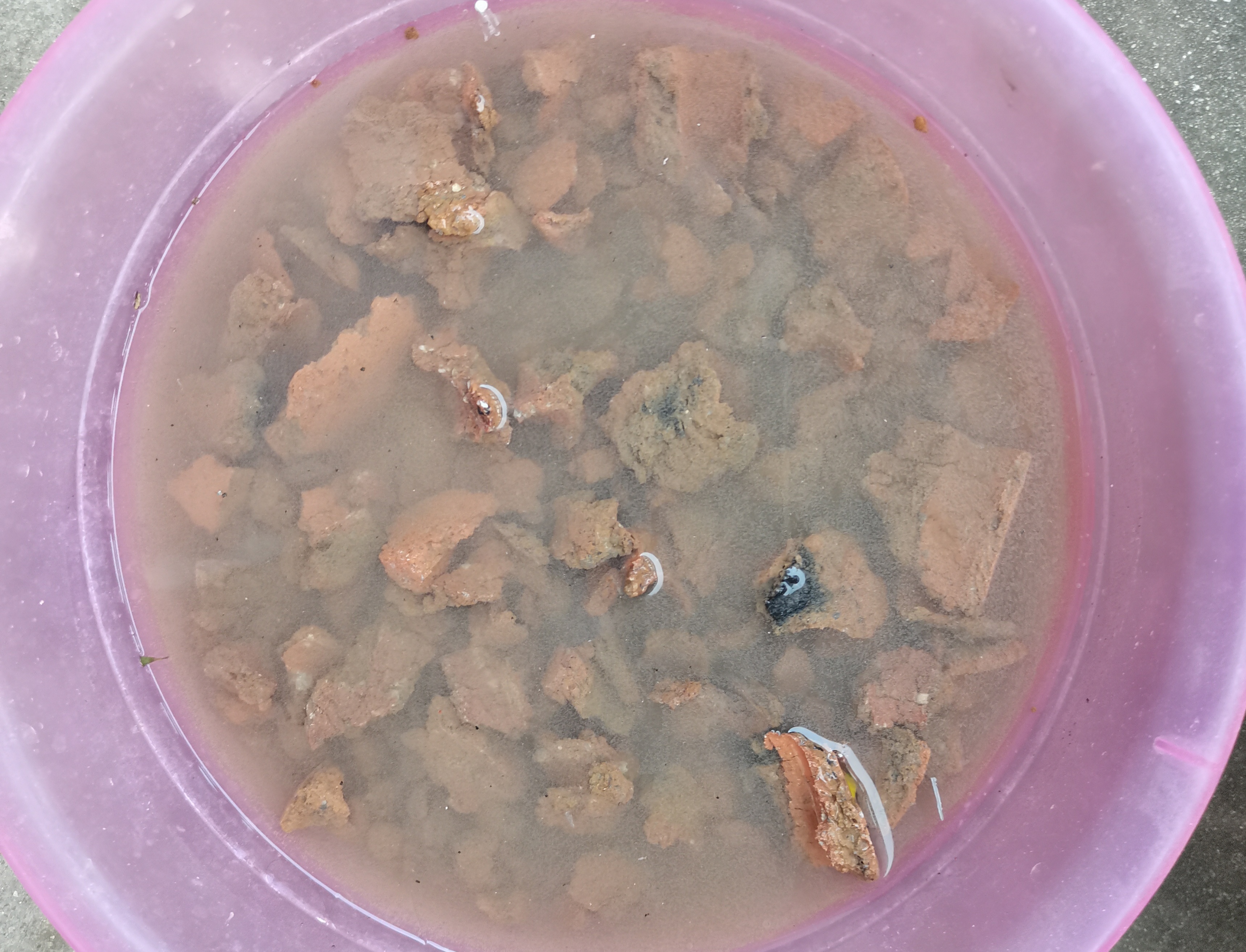 燃烧完的煤球可以养什么花,燃烧后的灰烬可以养花吗