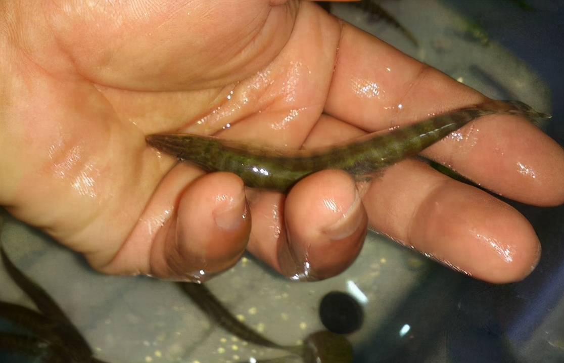 湖南土特产泥鳅,湖南野生青泥鳅