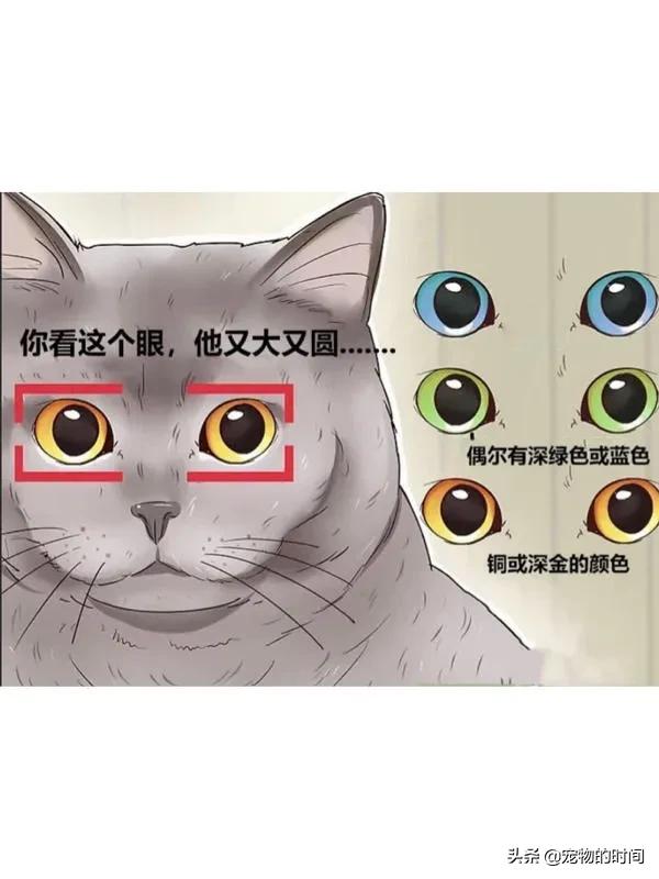 如何判定是不是英短,如何辨别英短是不是纯种