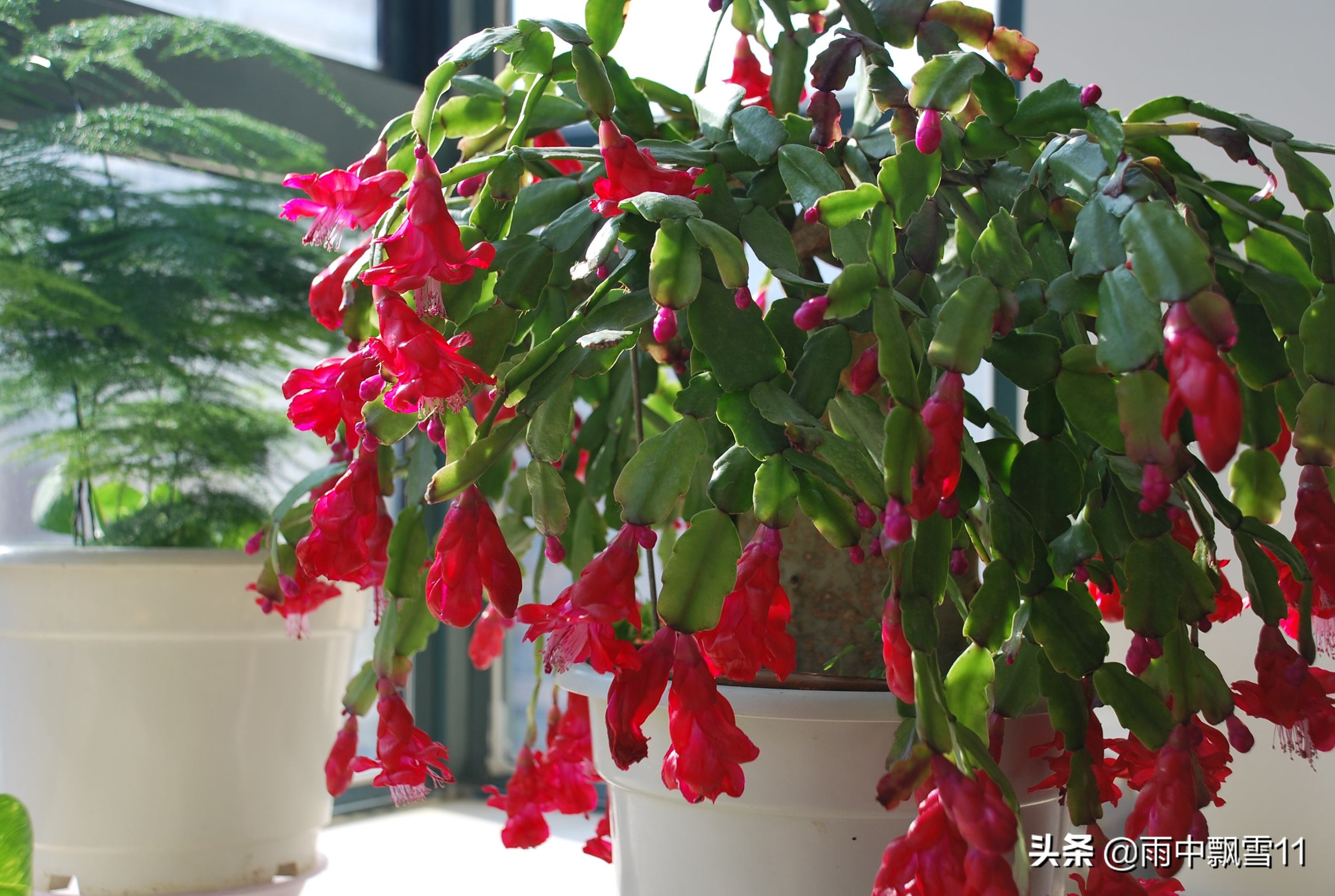 蟹爪兰假昙花仙人指有啥区别,仙人指假昙花蟹爪兰区别