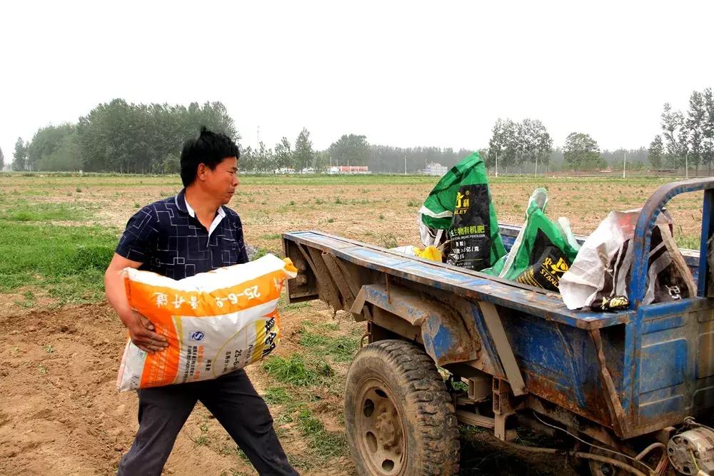 大蒜最好的新品种种子,大蒜种子大全100款