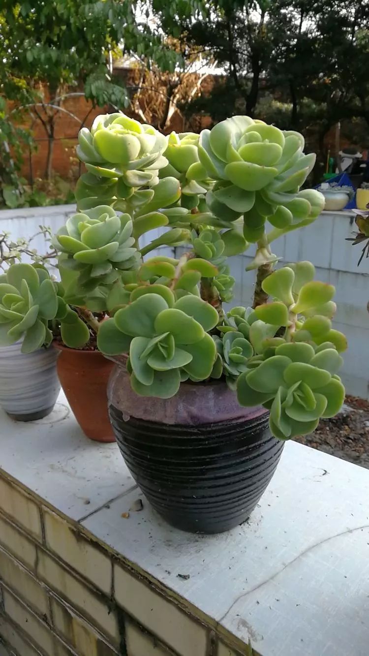 一杯清茶一道暖阳,一杯清茶温暖的时光