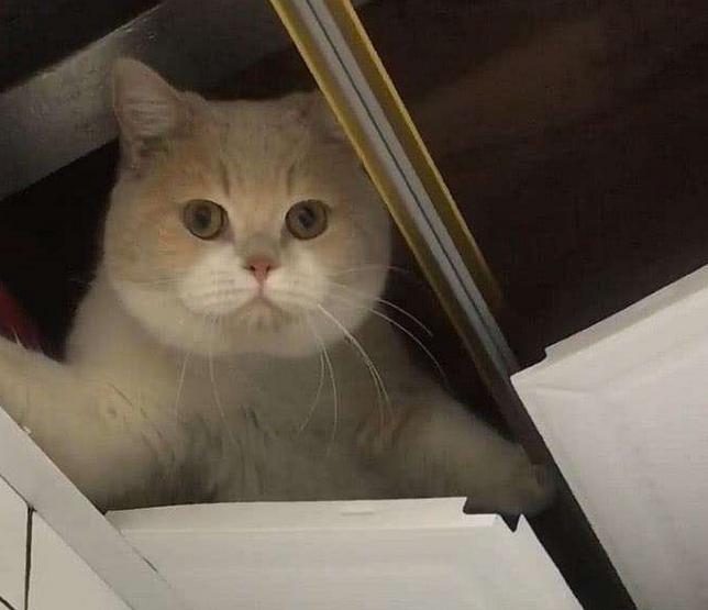 猫为什么一直看天花板害怕,猫对着天花板叫怎么回事