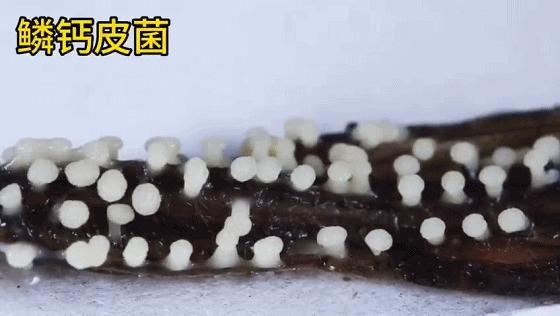 她让20万人爱上一种菌：像西米露，又似咸蛋黄，网友直呼太神奇