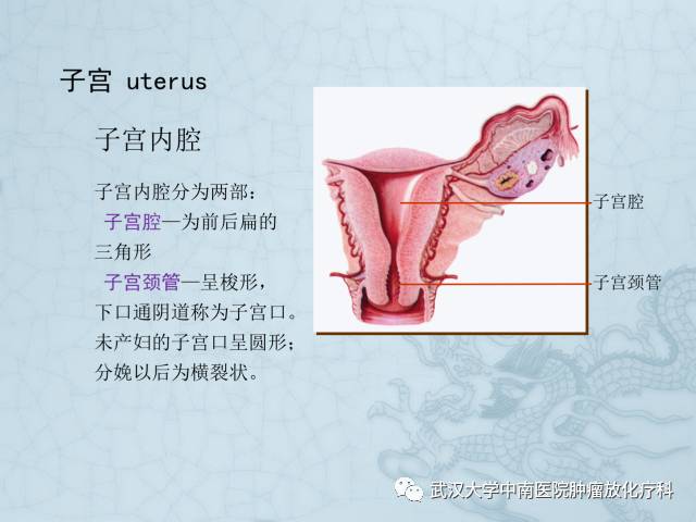 女性盆腔解剖与断层影像