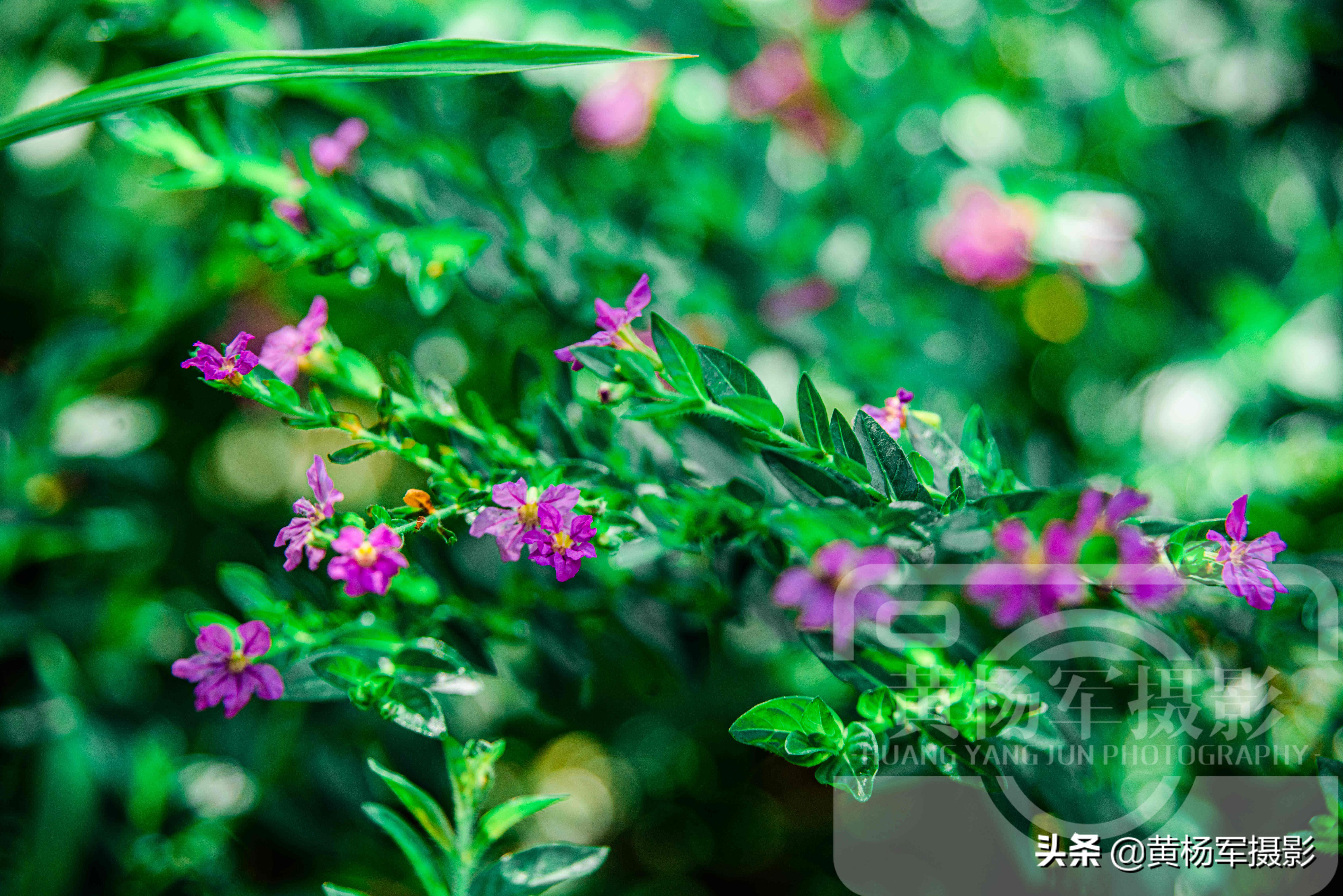 阳光下盛开的美丽玫瑰完整版,阳光下娇艳月季图片