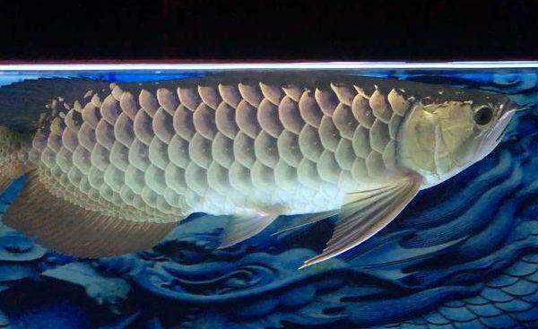 龙鱼10公分怎么分辨高背和过背,龙鱼过背和高背头部可以区分吗