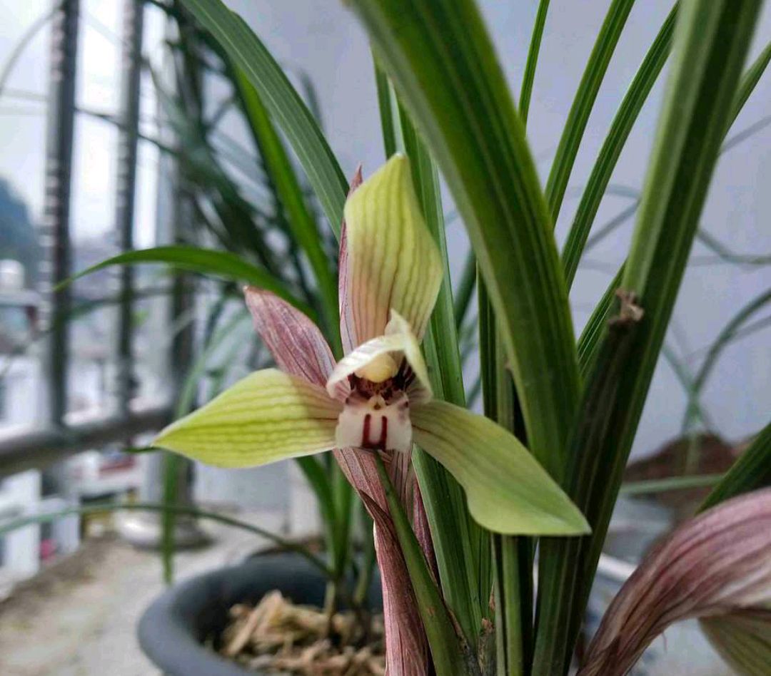 兰花翻盆最佳时间和方法,兰花翻盆的最佳季节和方法