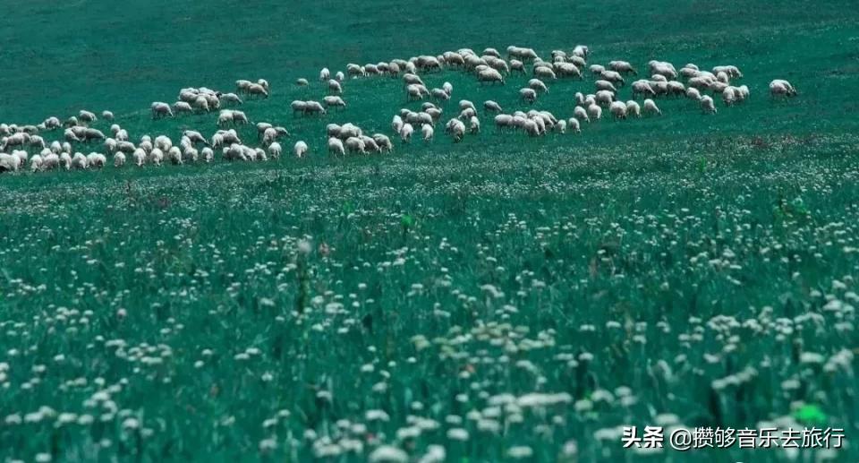 7月能去若尔盖,花湖若尔盖七月天气