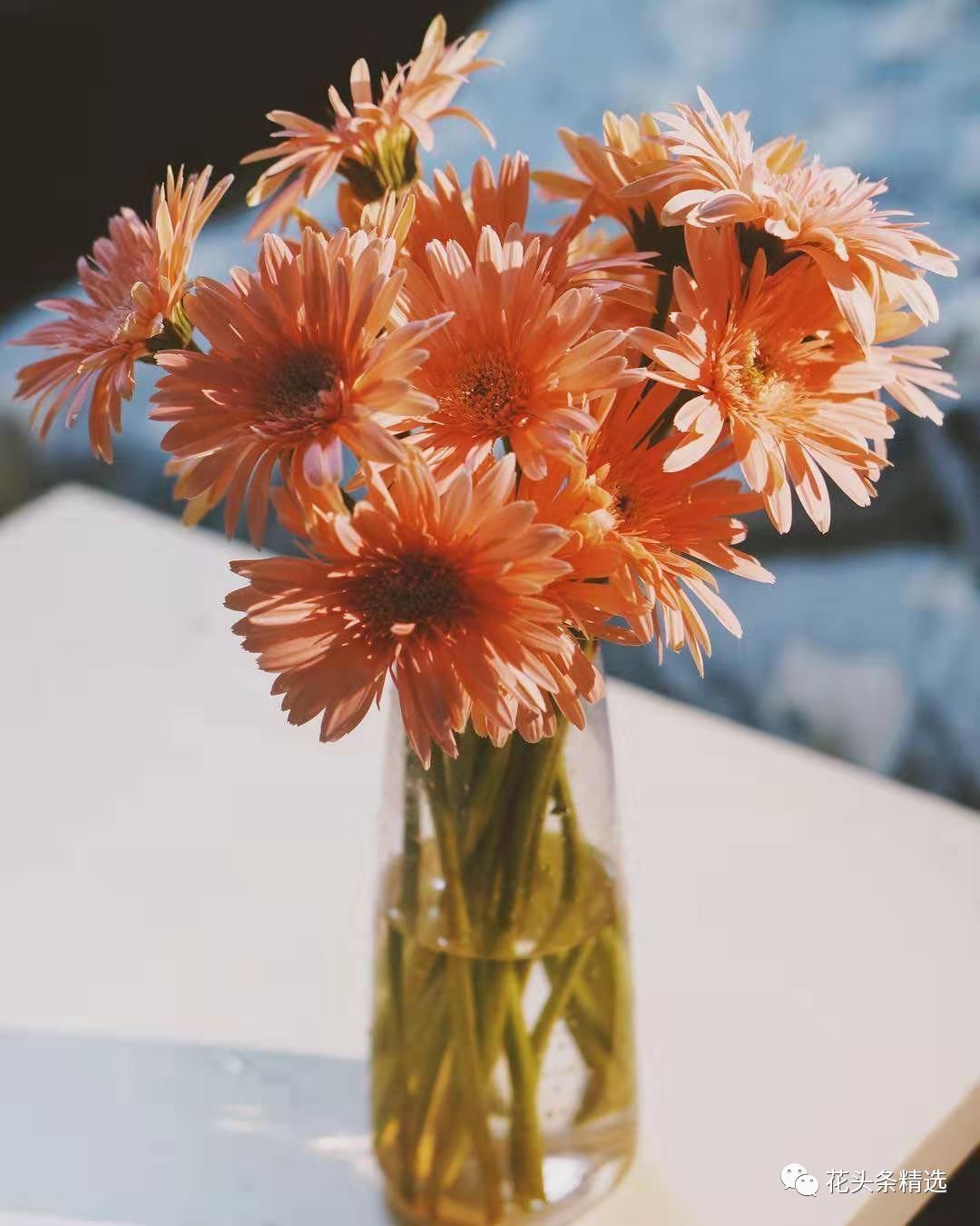 非洲菊到底怎么养护，这篇要收藏！