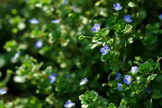 梦参老和尚讲神通故事,梦参老和尚讲一个笑话视频