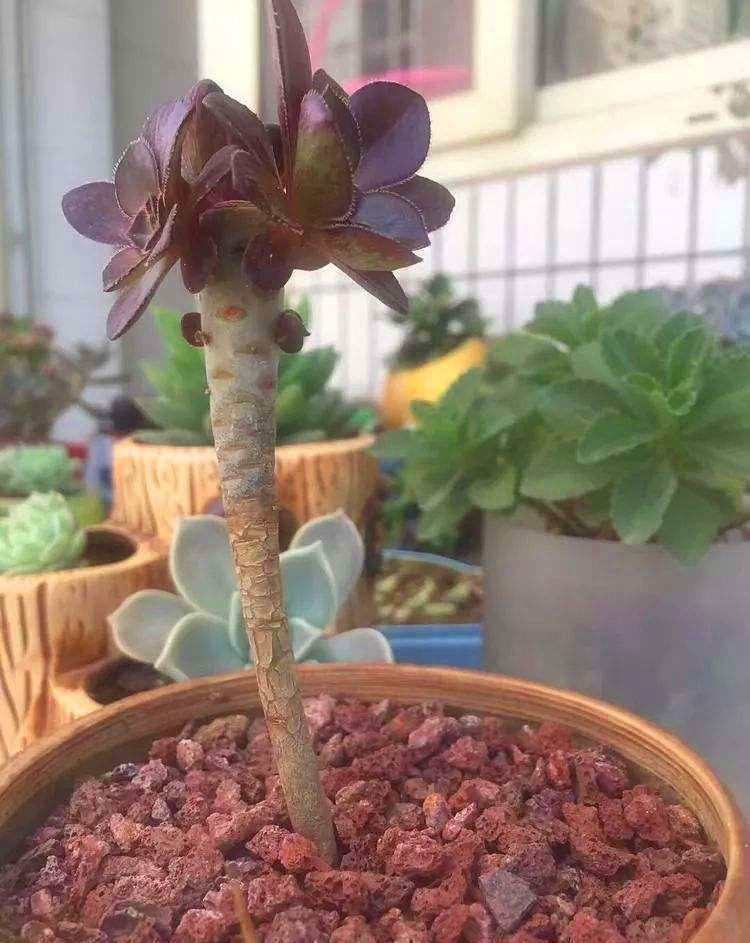 多肉长了小白虫喷白醋,多肉长了小白虫可以用花露水吗