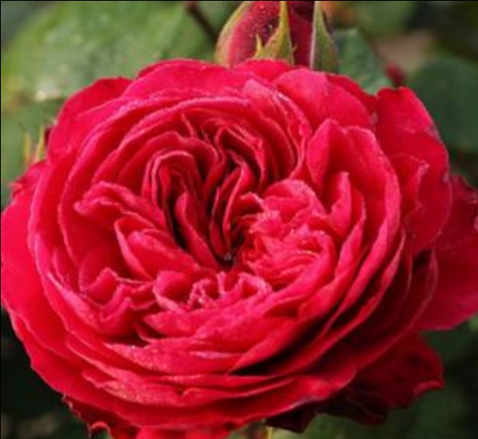 花中皇后月季花视频,小玫瑰月季怎么养护和管理