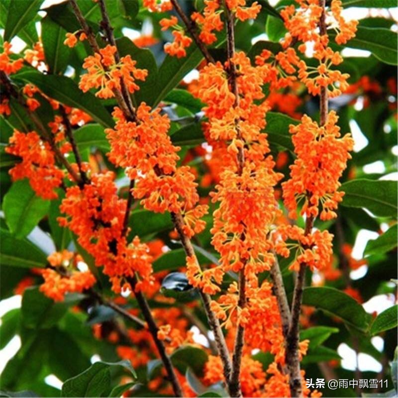 盆栽桂花怎么养才能长得快,盆栽桂花怎么养才开得好