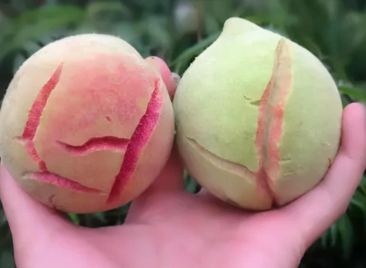 正宗又甜又脆的丑桃,即将灭绝的老品种桃子