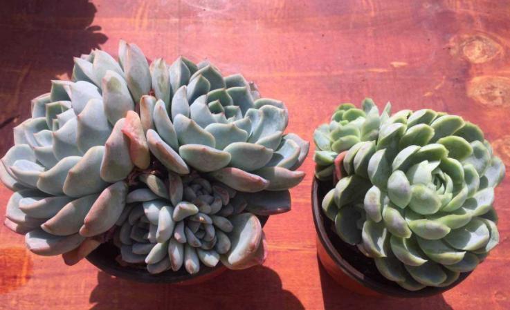 淡雪多肉砍头徒长后怎么处理,多肉室内养徒长怎么办