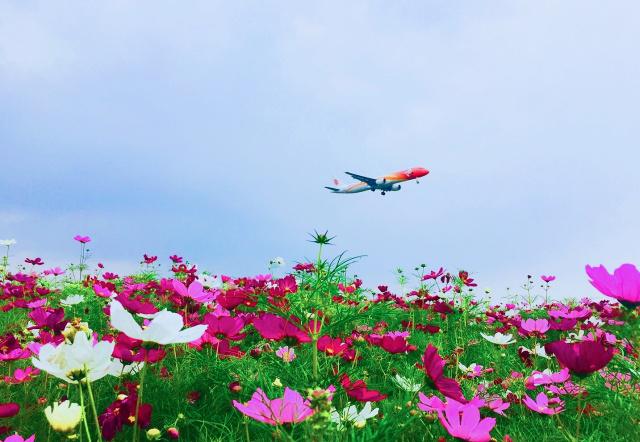 双流空港花田十月份有什么活动,双流空港花田赏花