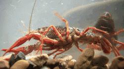 臭水塘变清水塘,臭水塘改造成景观