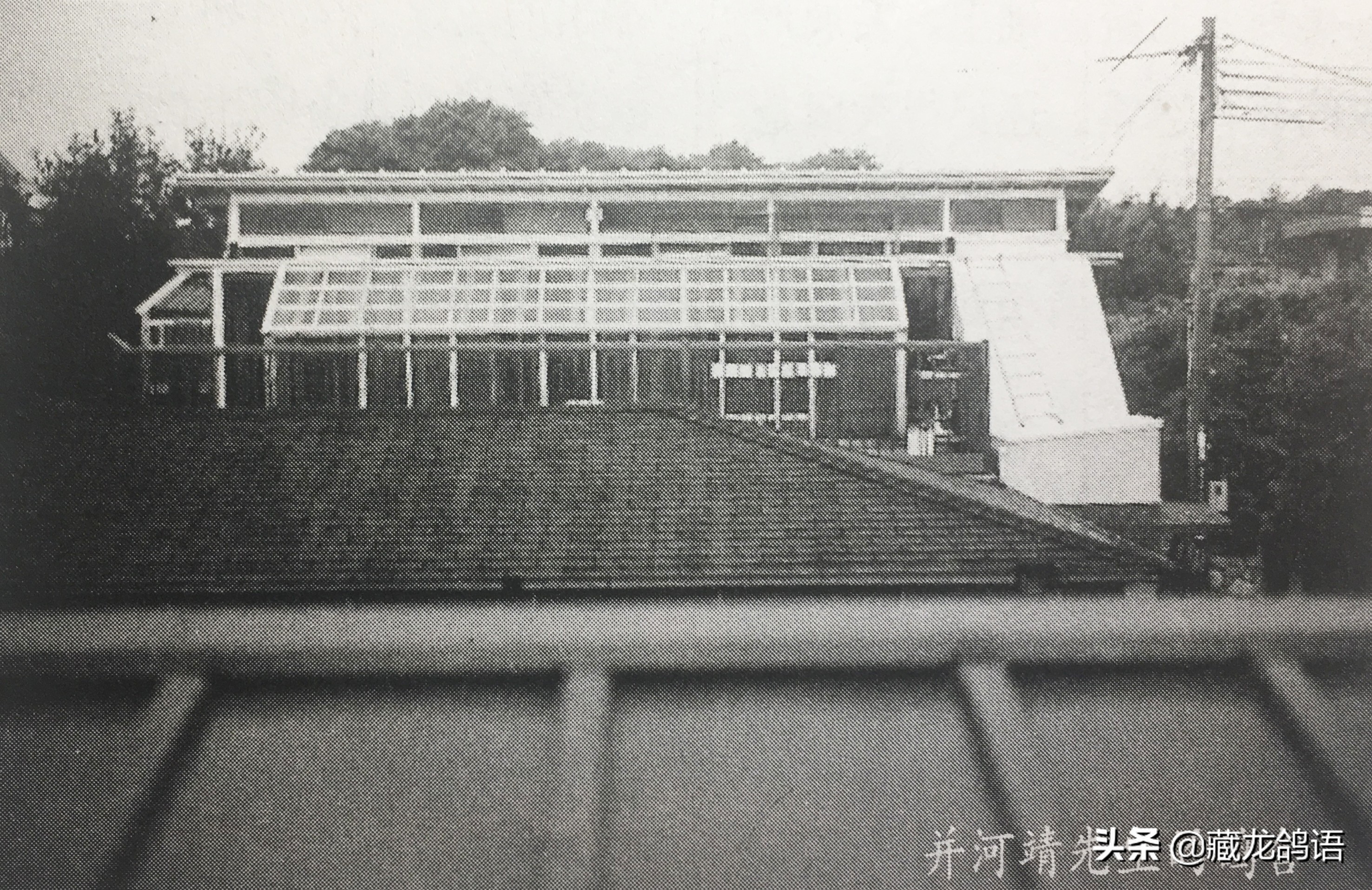 一份日本翔圣的赛鸽育种回忆录