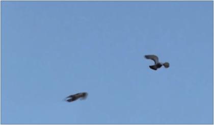 游戏基础知识宠物角色的设计,国际游戏角色设计经典教程